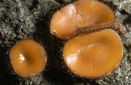 Holzschildborstling (Scutellinia scutellata) - © Heinz Prelicz